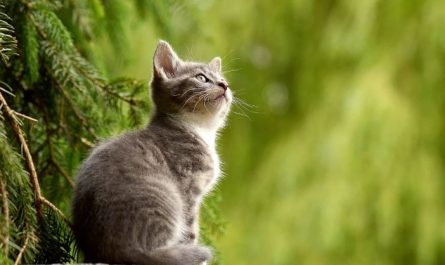Mimpi Kucing