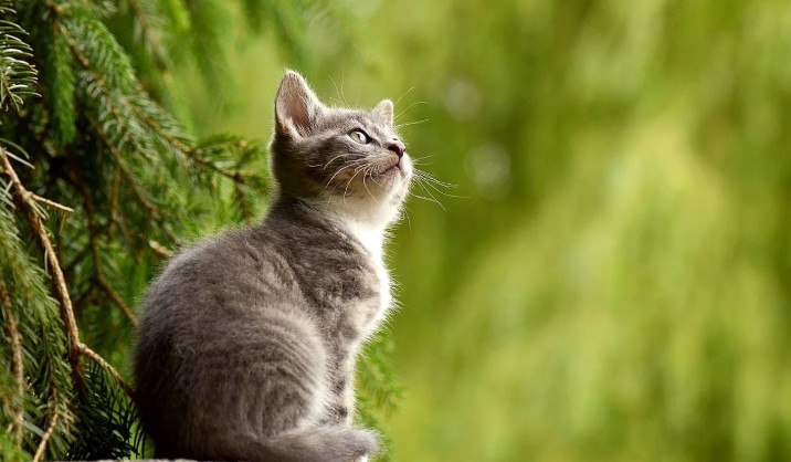 Mimpi Kucing