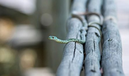 Mimpi Ular